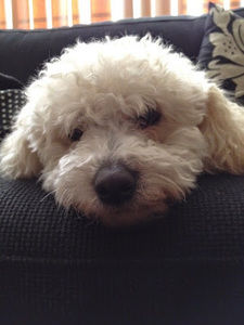 Meet your Posher, Sallie